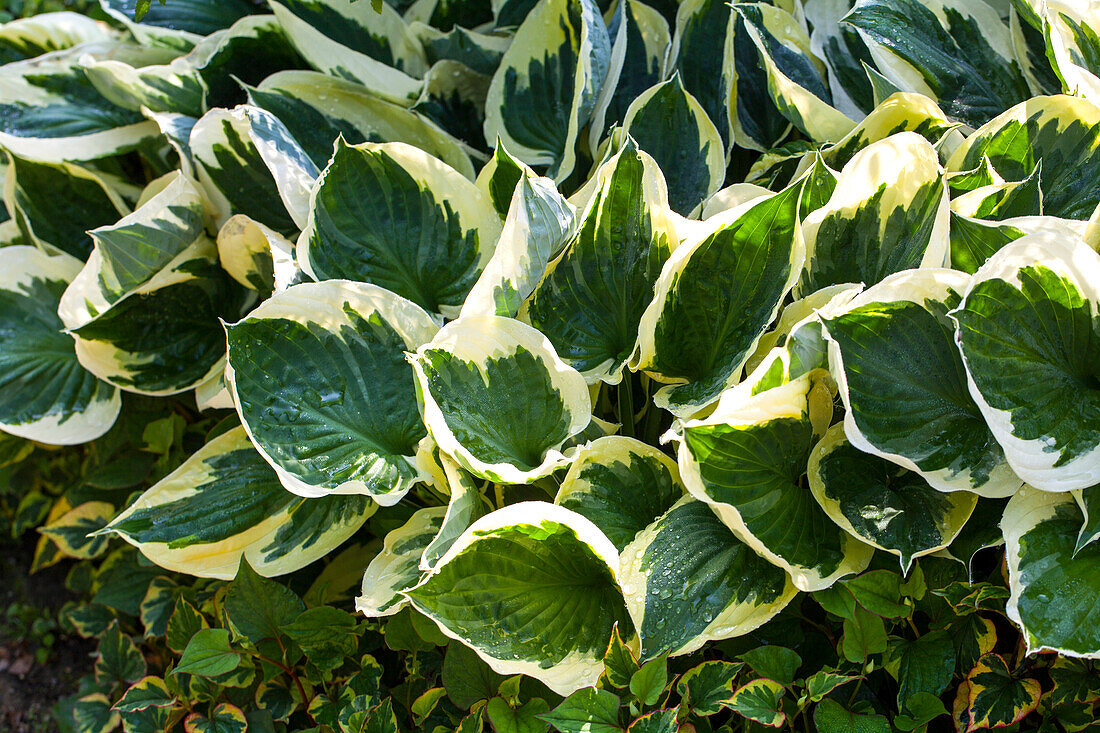 Hosta x fortunei 'Patriot'