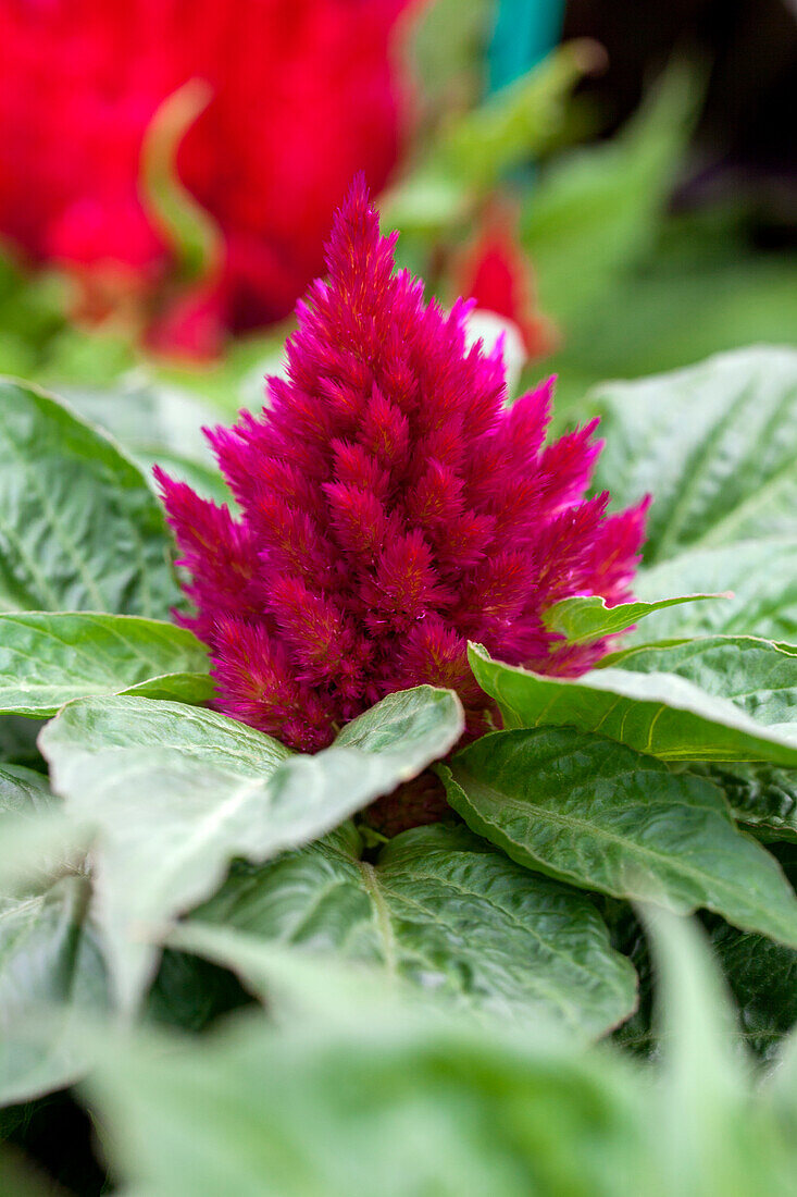 Celosia argentea var. plumosa 'Glow Carmine'