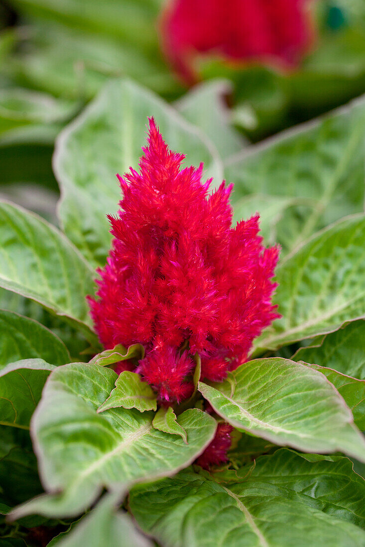 Celosia argentea var. plumosa 'Glow Red'