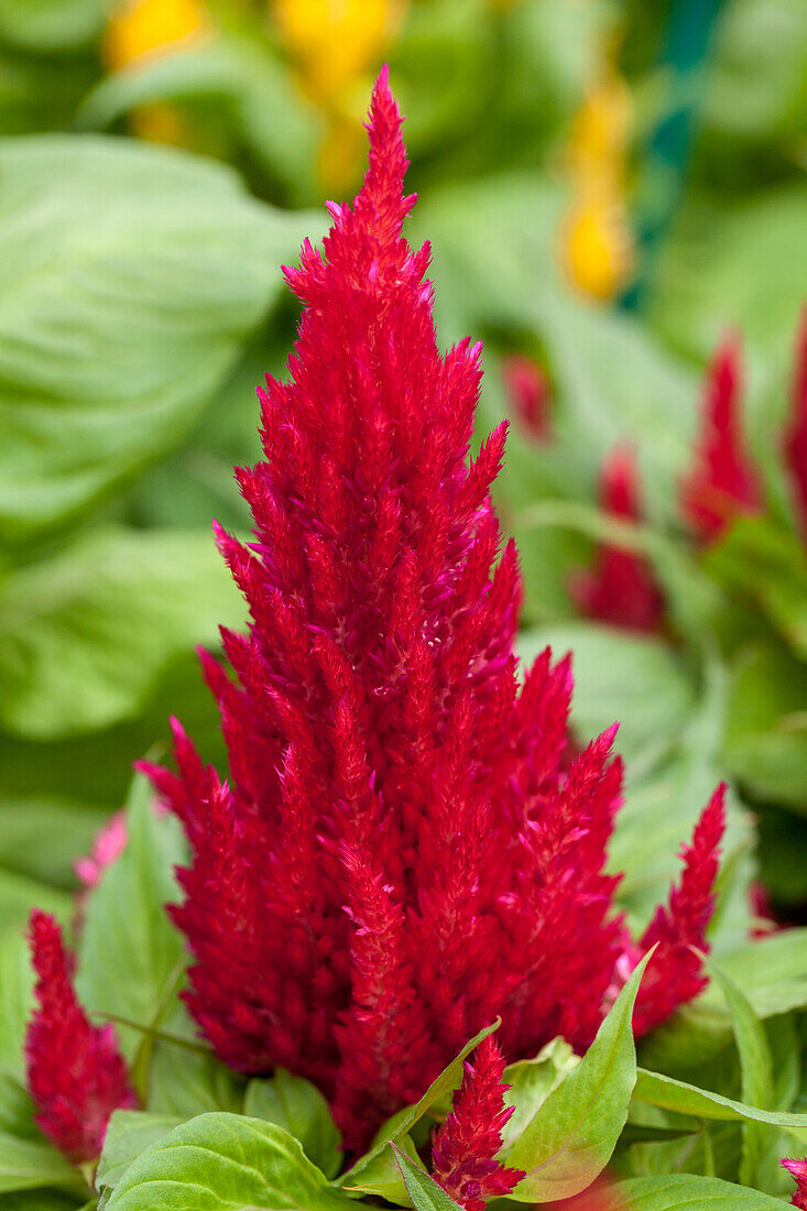 Celosia First Flame Red