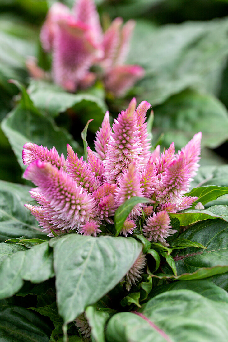 Celosia Kosmo Pink