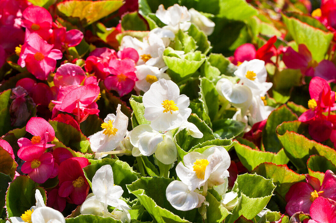 Begonia semperflorens