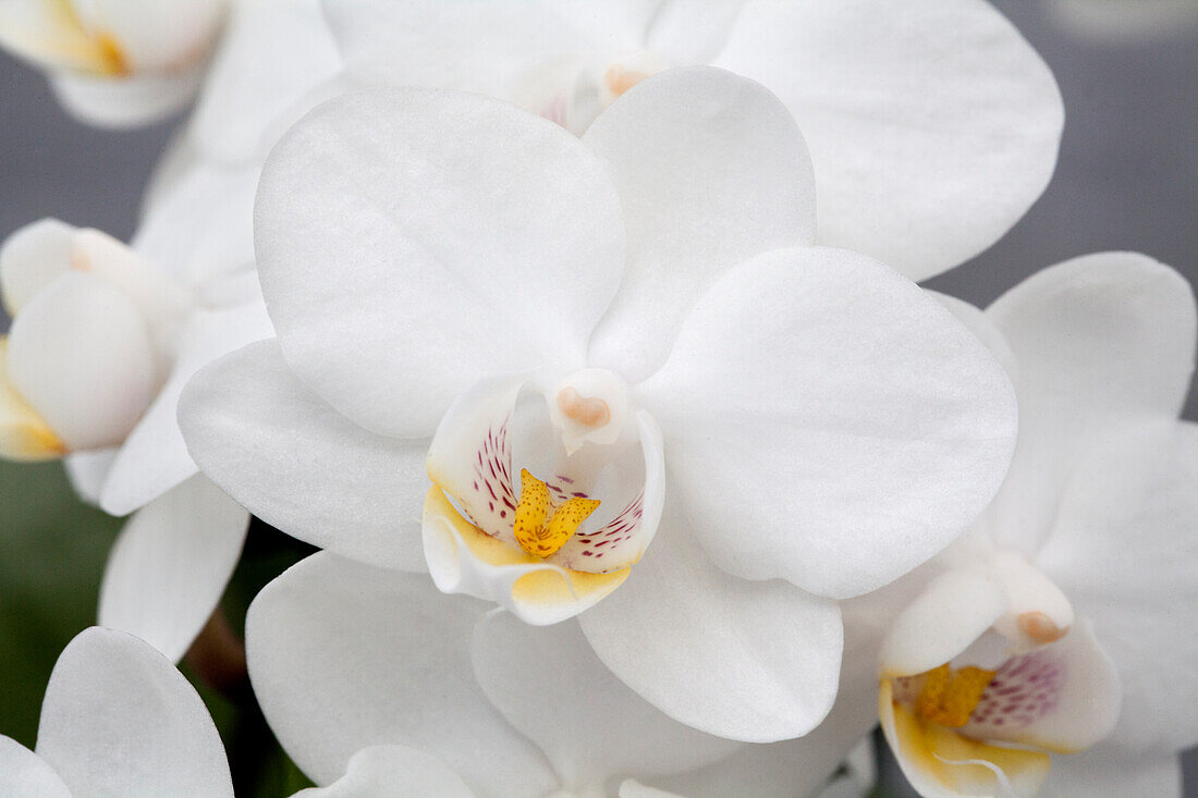 Phalaenopsis Adonia 26