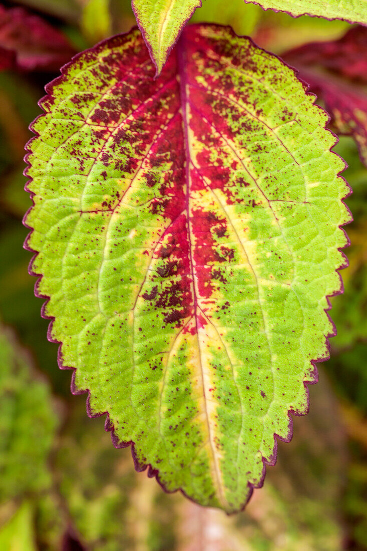 Coleus Premium Sun Rose Lime Magic