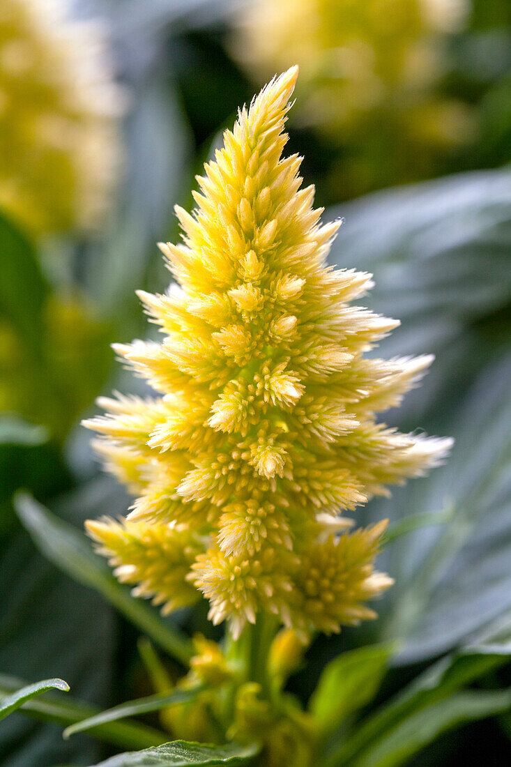 Celosia argentea 'Paleo'