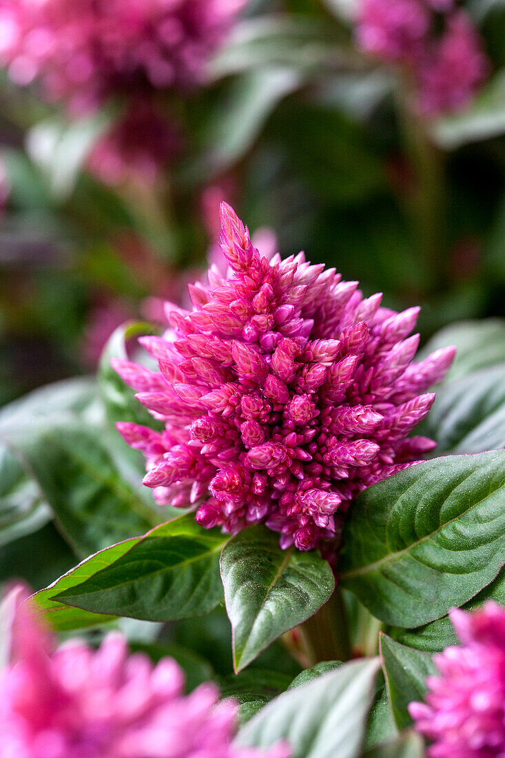 Celosia argentea 'Paleo Pink'