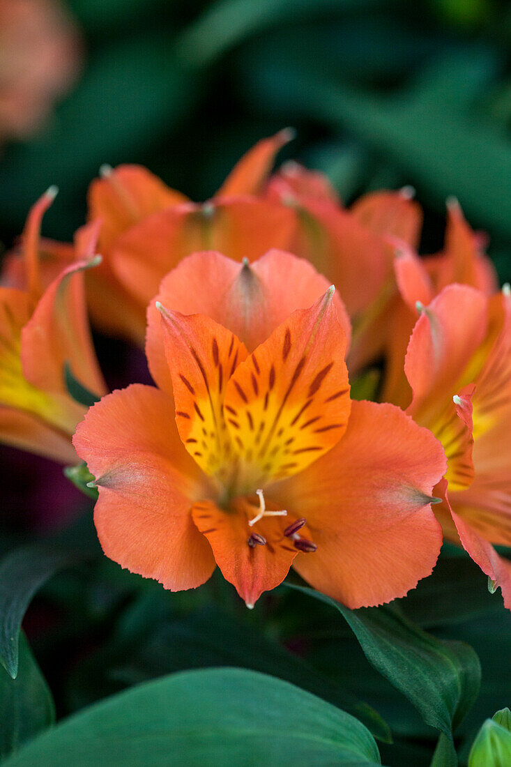 Alstroemeria Colorita® 'Amina'®