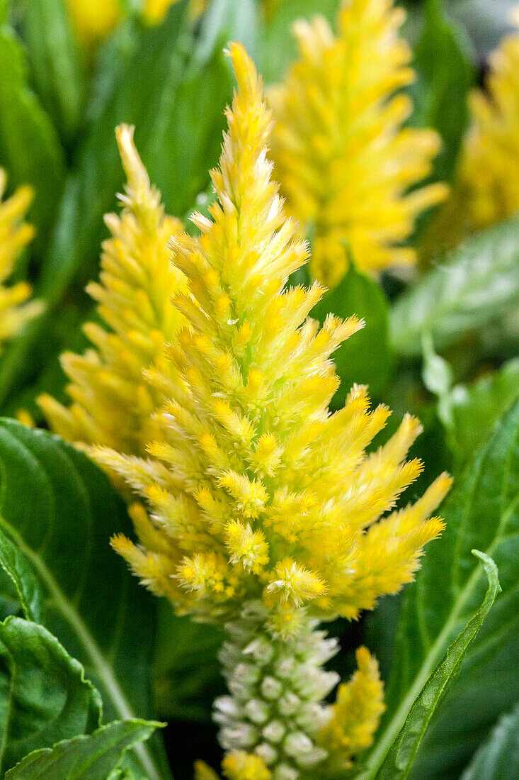 Celosia argentea Flirt® 'Lime'