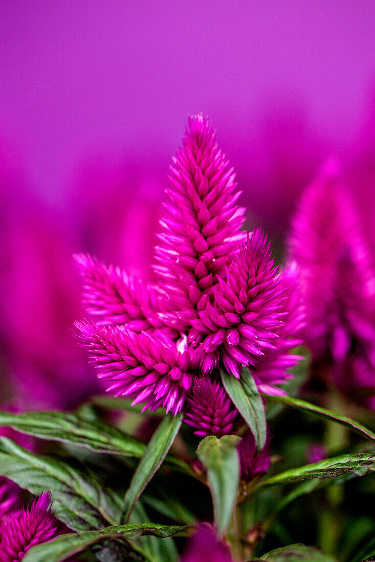 Celosia argentea 'Caracas'