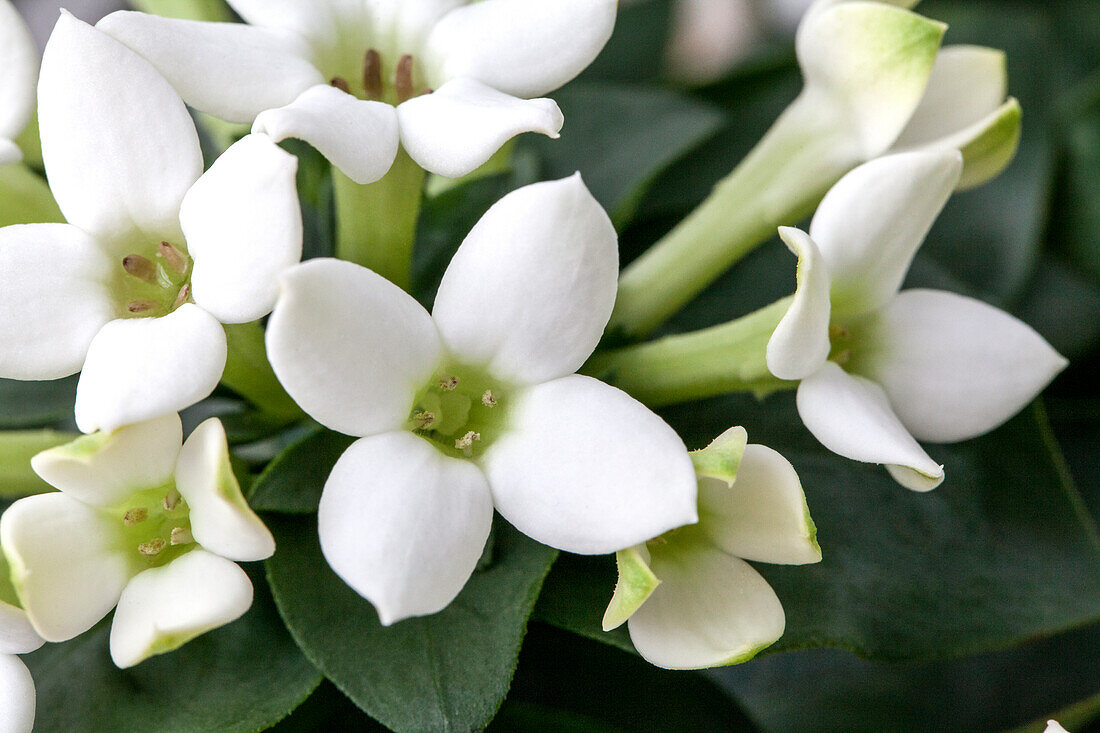 Bouvardia 'White Verde'