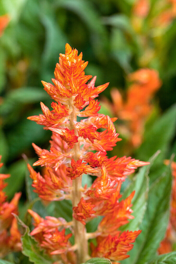 Celosia argentea Flirt® 'Flame'