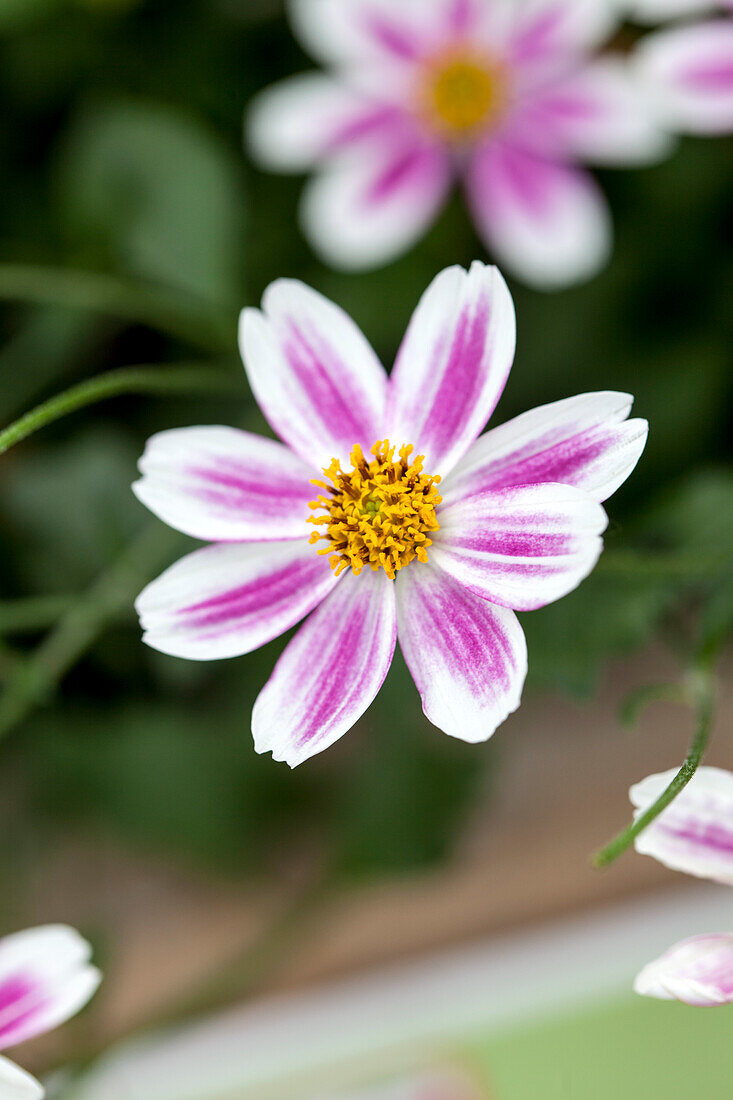 Bidens 'Fairy Light'