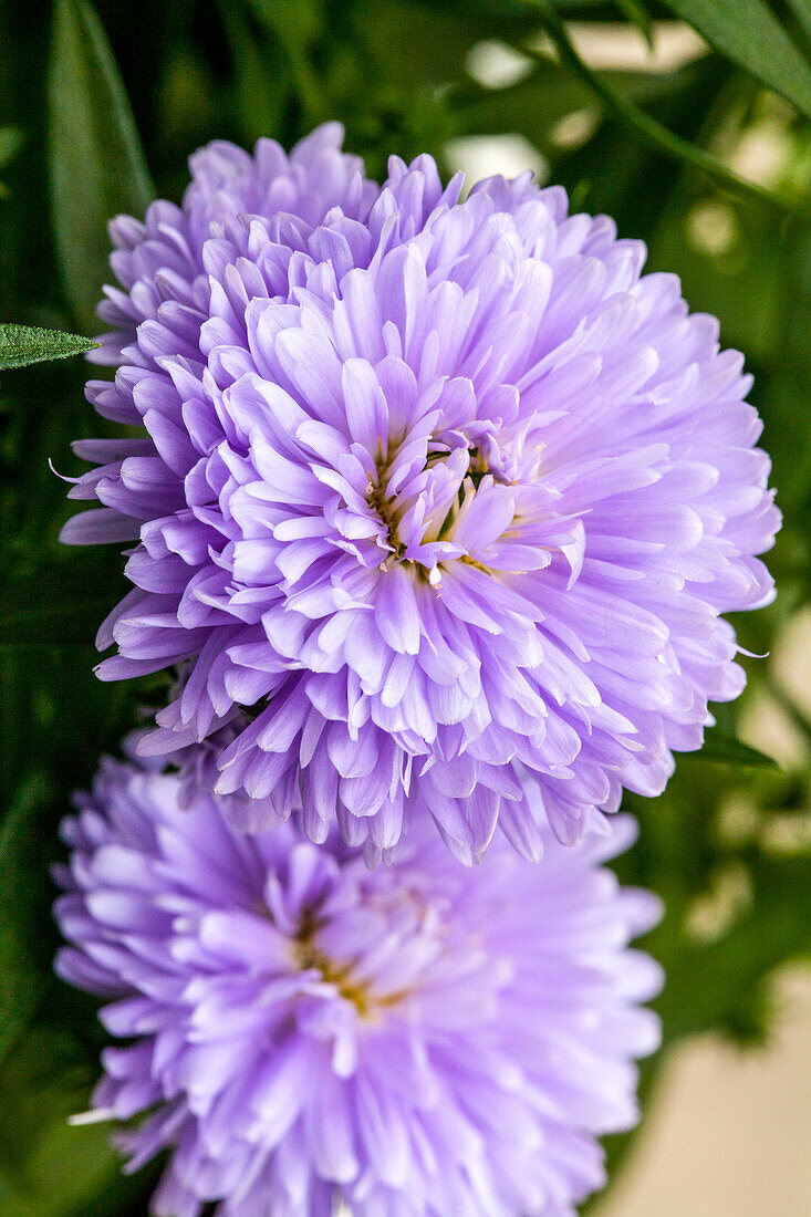 Chrysanthemum Showmakers® 'Lilac Love'