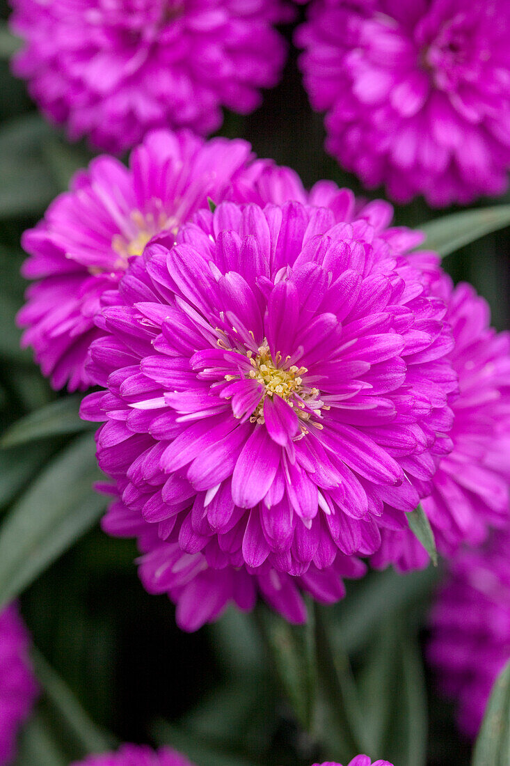 Chrysanthemum Showmakers® 'Pretty Pink'