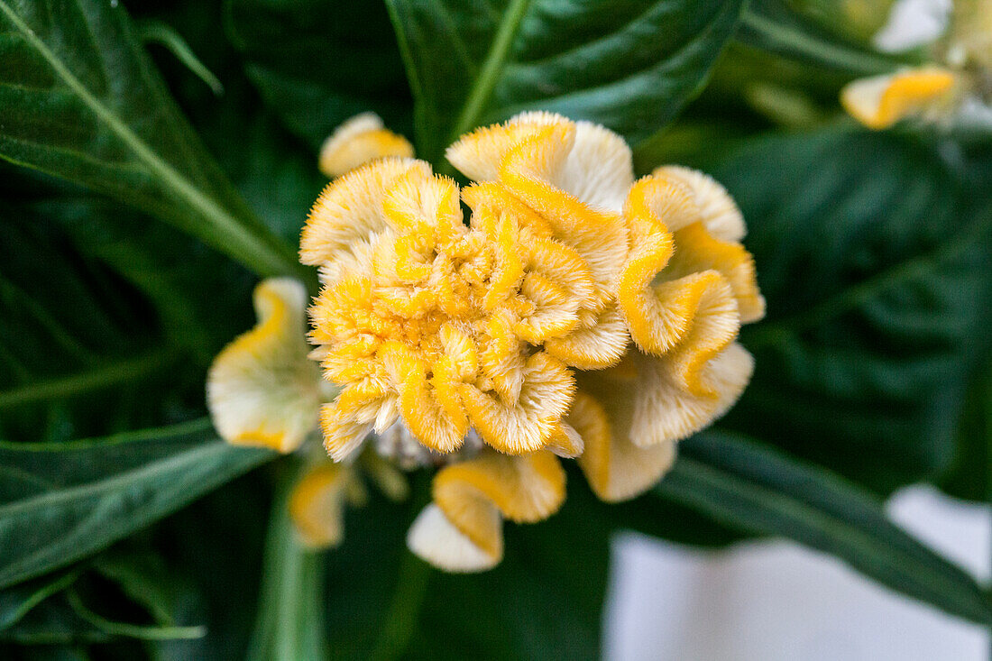 Celosia argentea Hot Topic® 'Yellow'