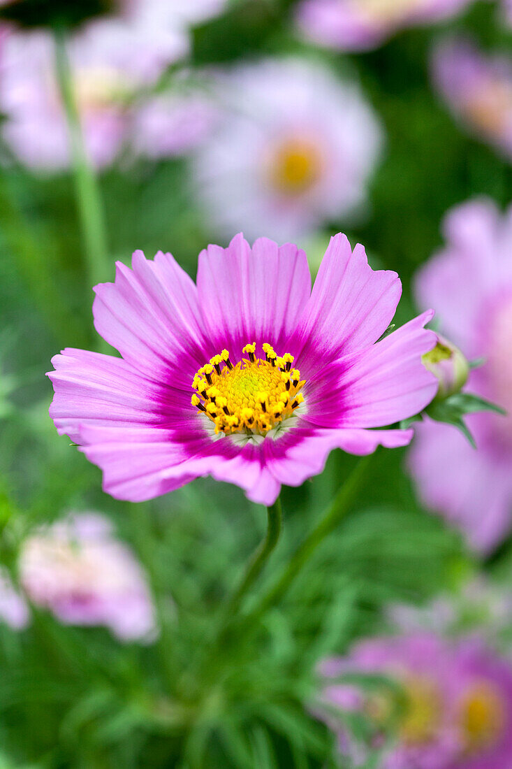 Cosmos bipinnatus 'Pink Popsocks'