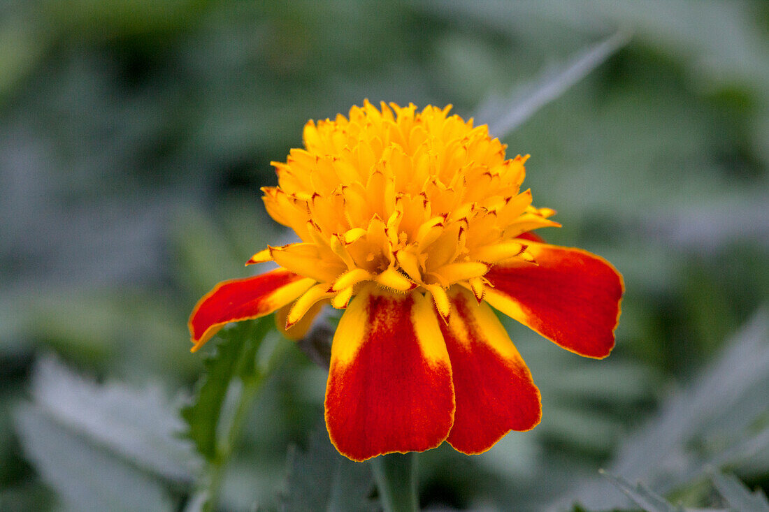 Tagetes patula 'Solan'