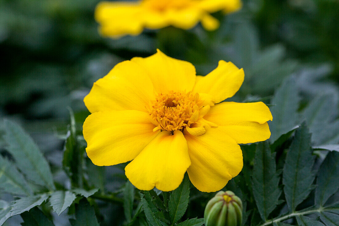 Tagetes patula Sunshine