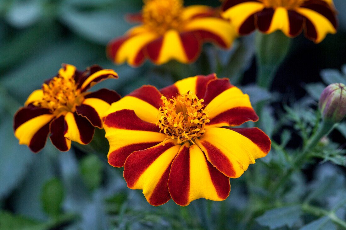 Tagetes patula 'Mr. Majestic'