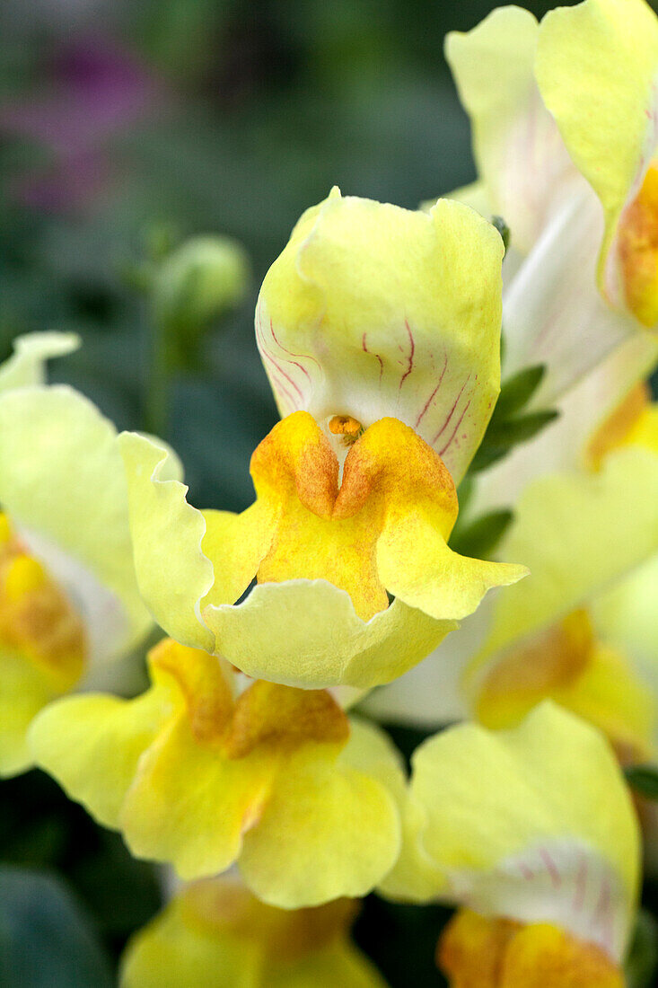 Antirrhinum pendula Magic Lanterns