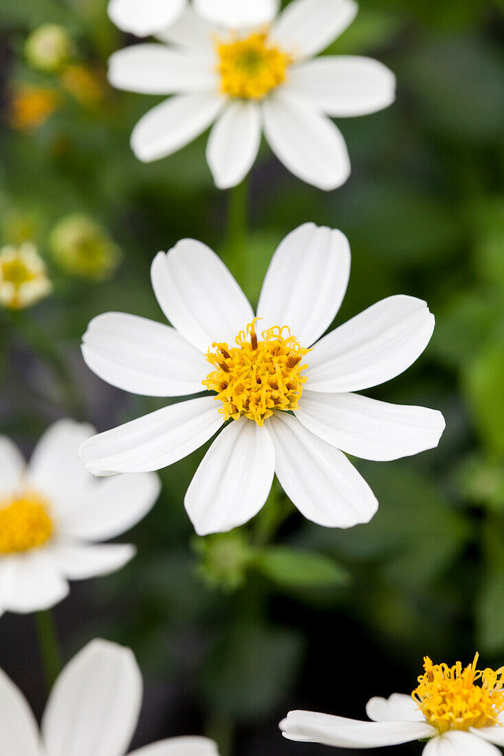 Bidens 'Moon Light