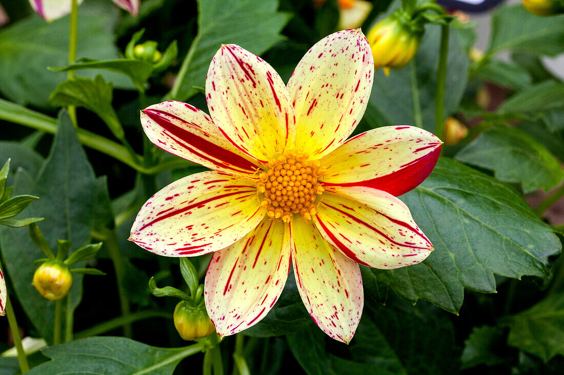 Dahlia pinnata Fireworks