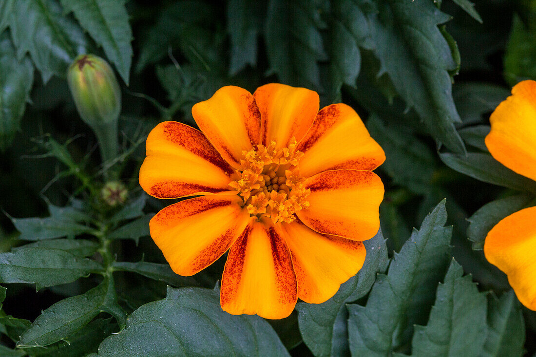 Tagetes patula 'Bambino