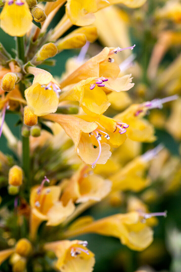 Agastache aurantiaca 'Peach Margarita'