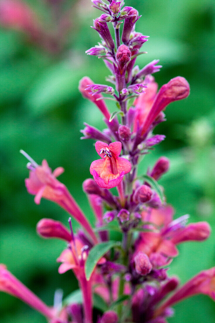 Agastache aurantiaca 'Raspberry Daiquiri'