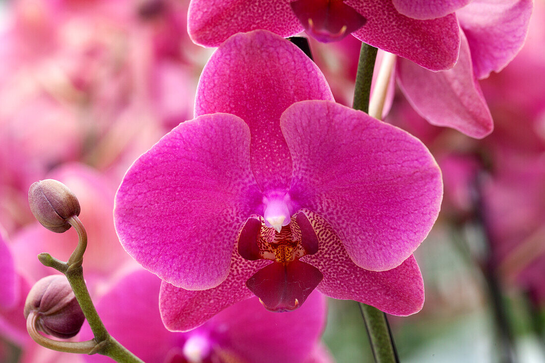 Phalaenopsis 'Mephisto'