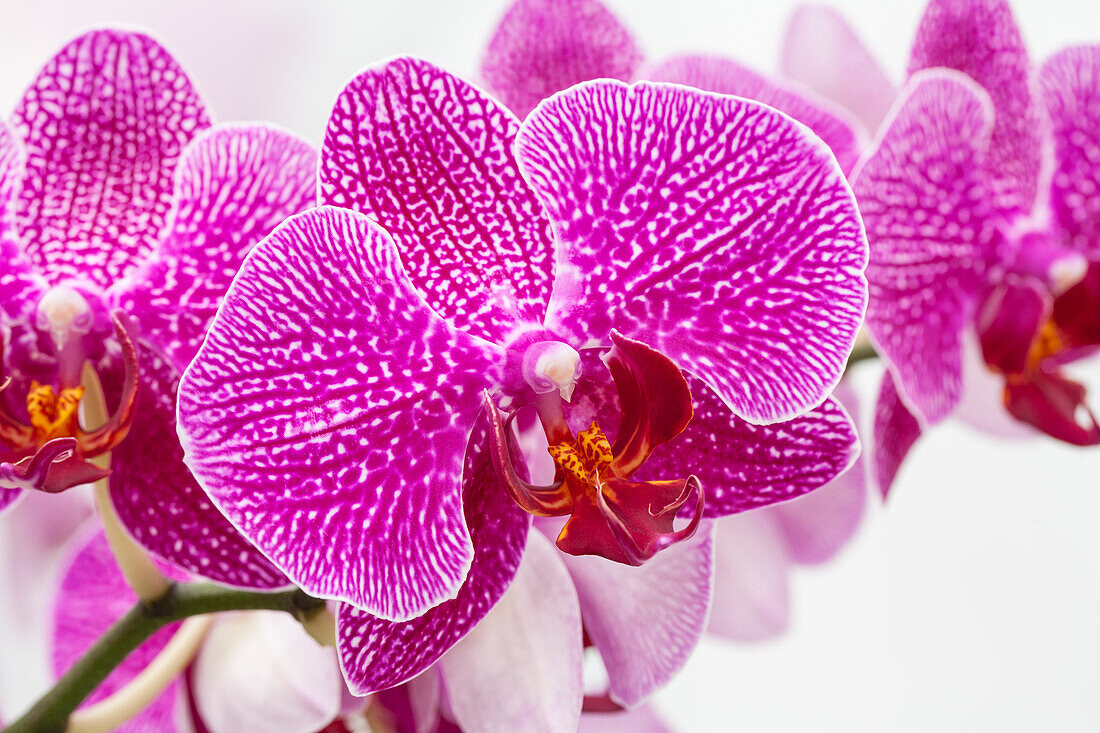 Phalaenopsis 'Liese'