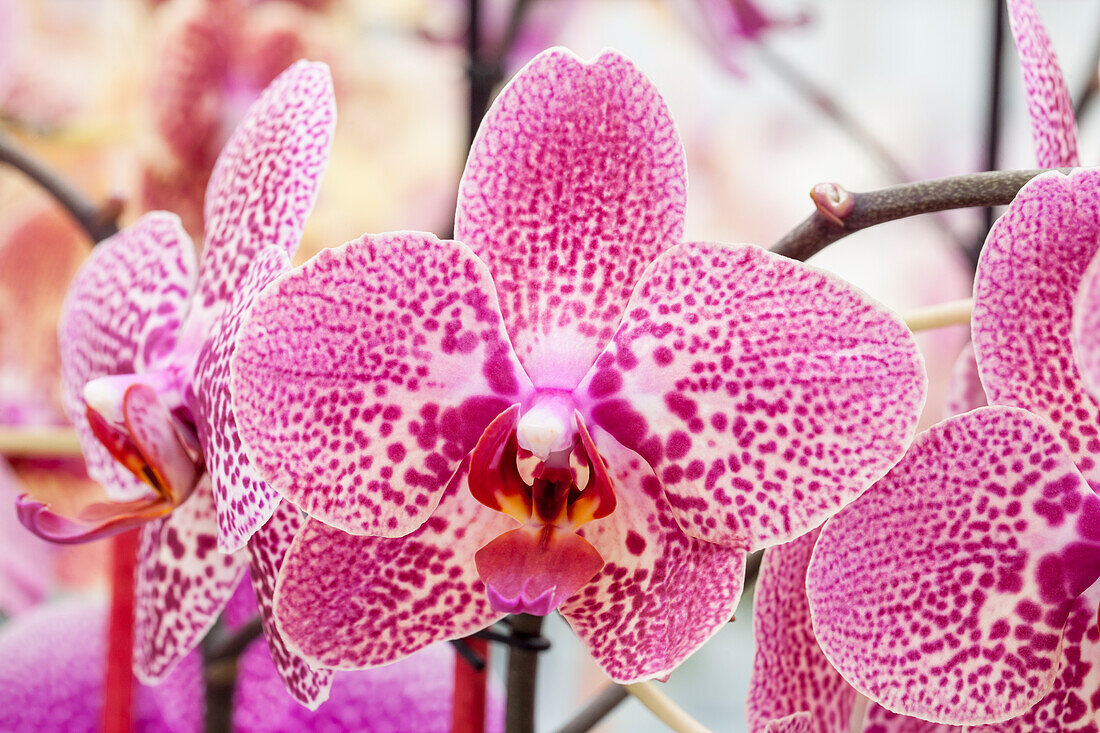 Phalaenopsis Coral