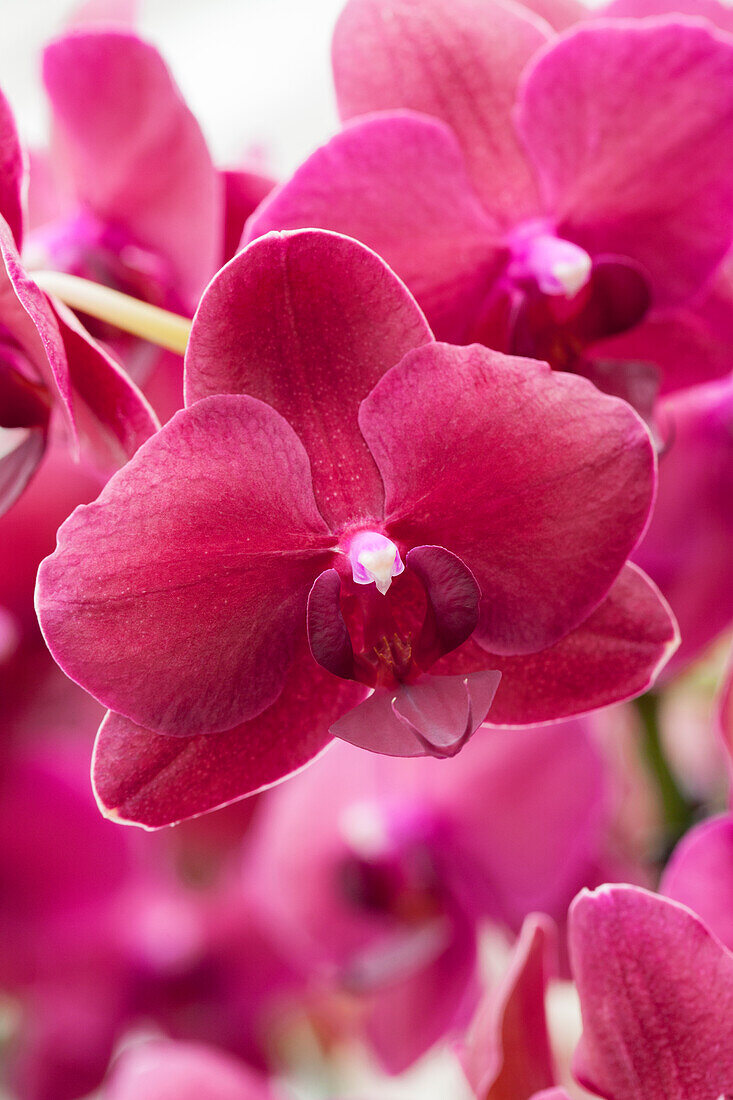 Phalaenopsis 'Sarasto'®