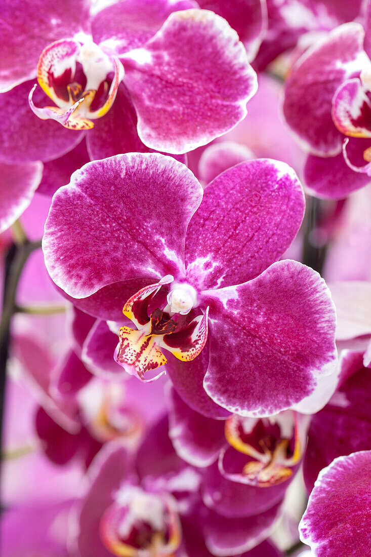 Phalaenopsis 'Amura'®