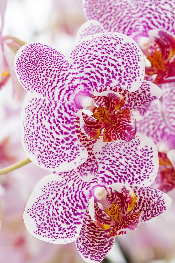 Phalaenopsis 'Shirin'.