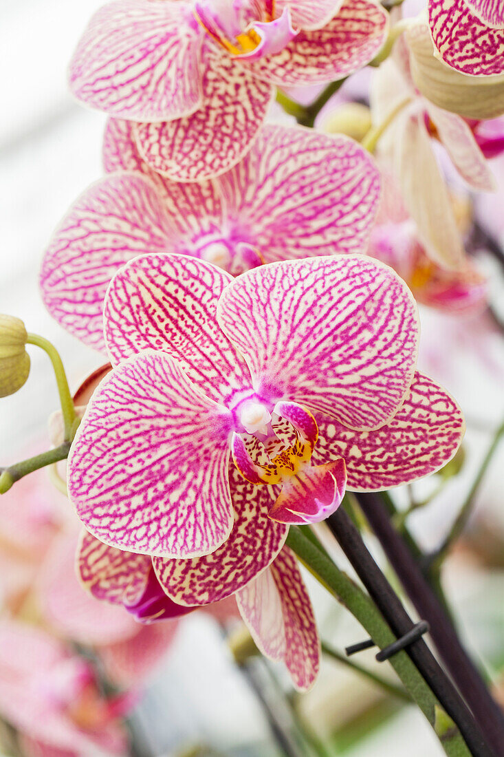 Phalaenopsis 'Safir'®