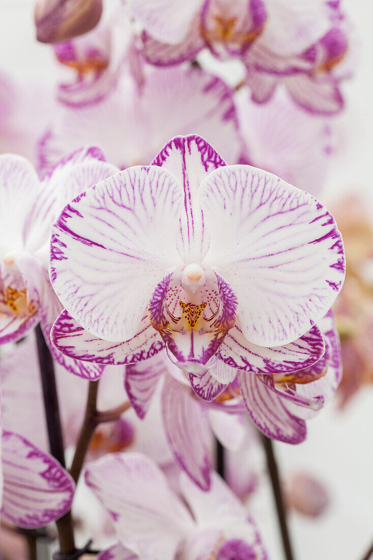 Phalaenopsis 'Levante'