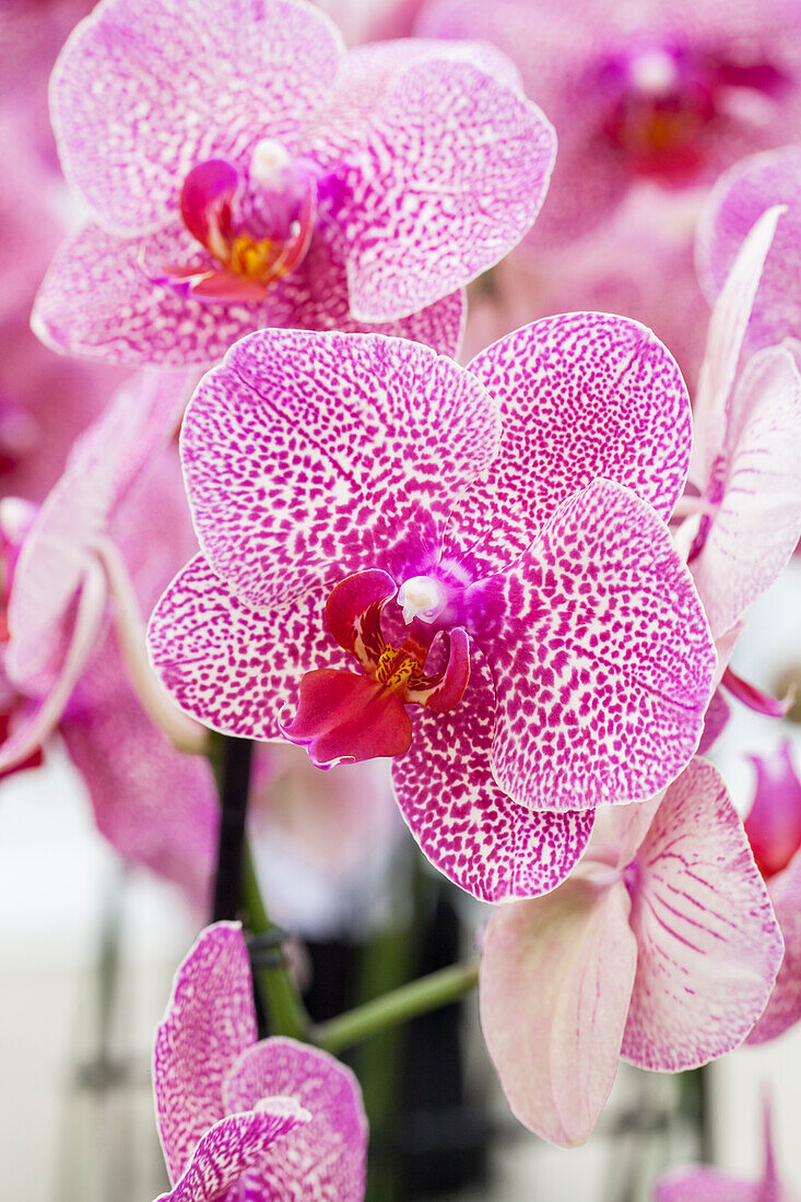 Phalaenopsis Nahid