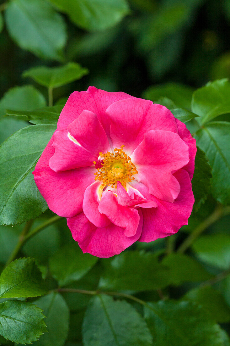 Rosa