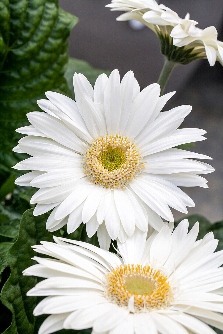 Gerbera 'Mega Revolution White with Light Eye'