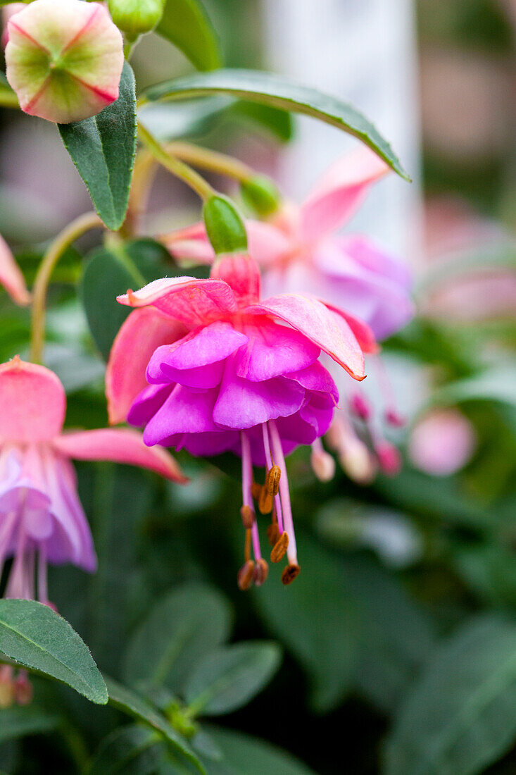 Fuchsia Fuchsini 'Double Rose Blue'