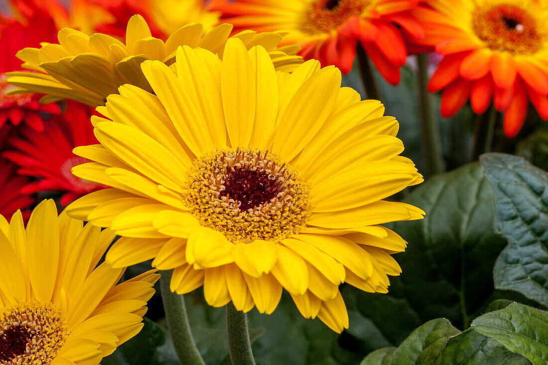 Gerbera jamesonii 'Revolution Select Mix'