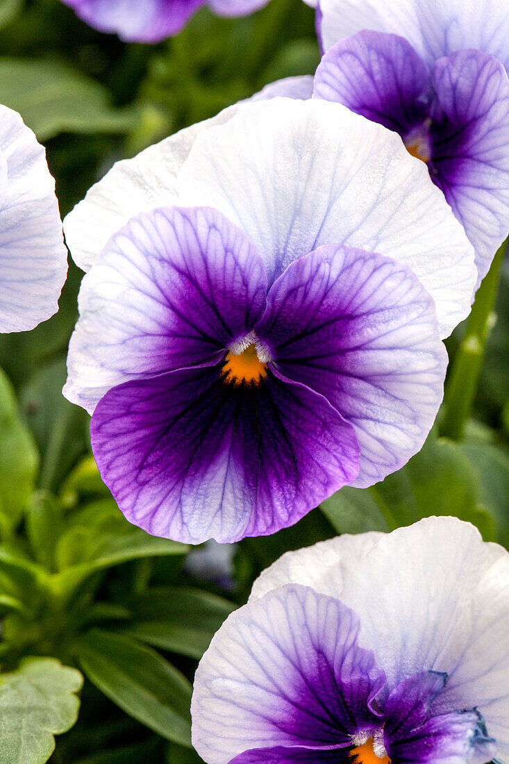 Viola cornuta 'Sorbet® XP Beaconsfield'