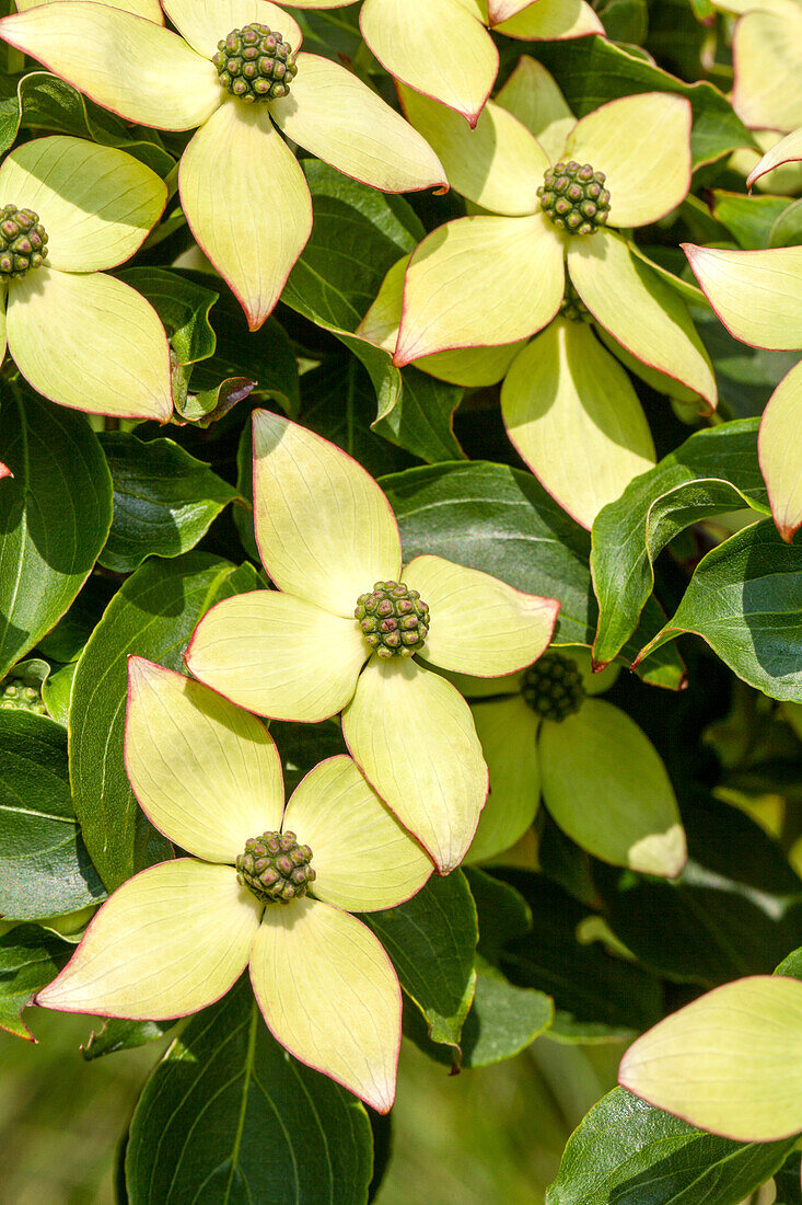 Cornus kousa chinensis 'Wieting's Select'