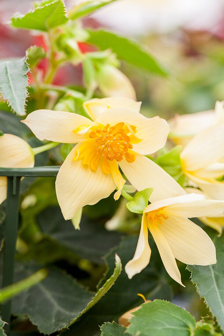 Begonia boliviensis Bellavista ® 'Compact Yellow