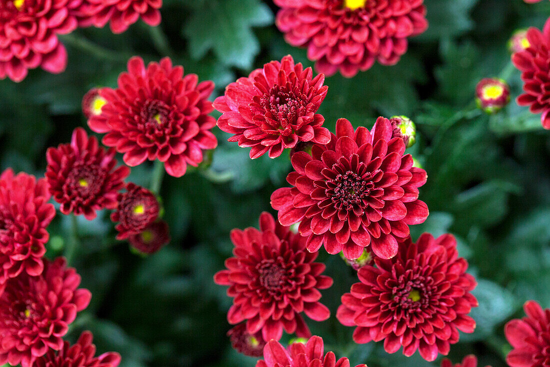 Chrysanthemum indicum Skyfall® Red