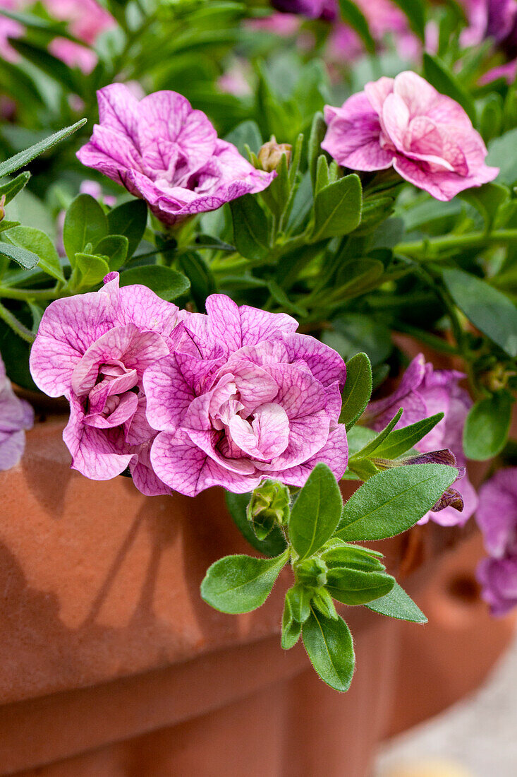 Calibrachoa 'Can-Can® Rosies Pink Vein'