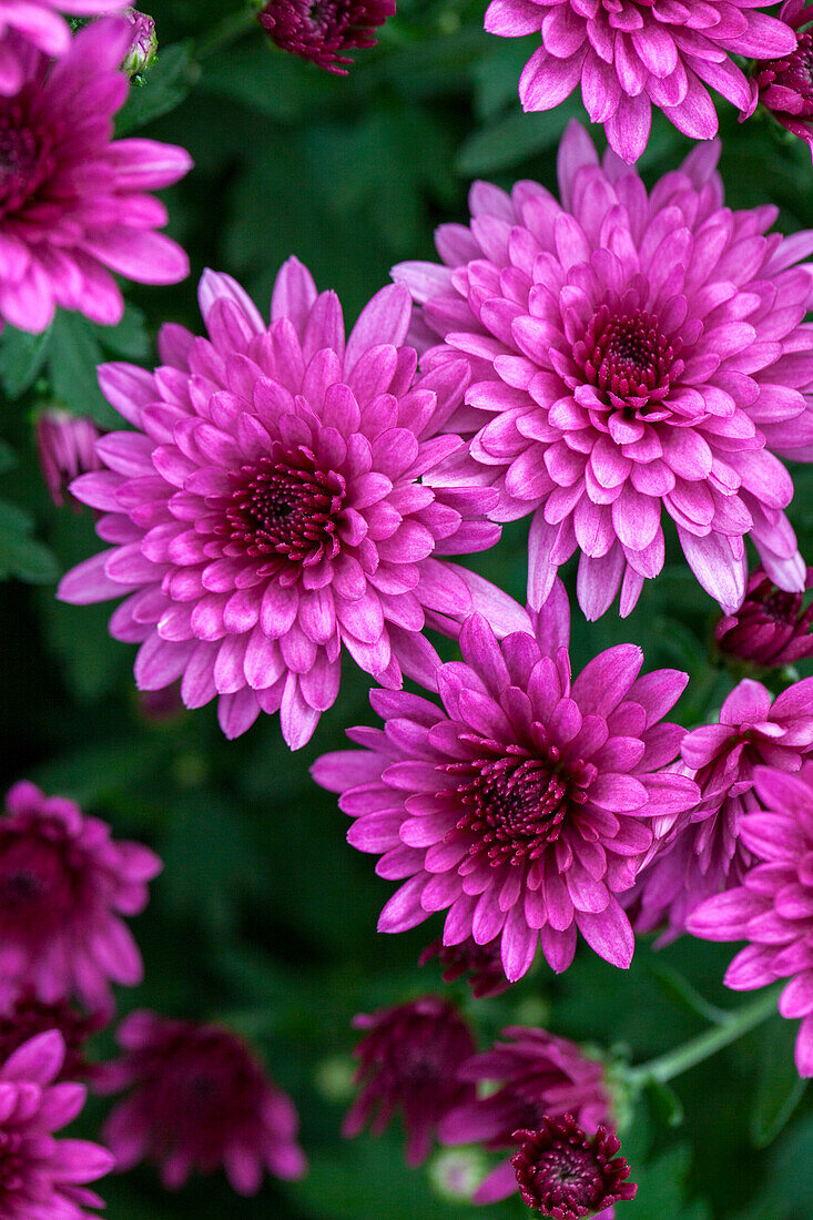 Chrysanthemum indicum 'Morgana Pink'