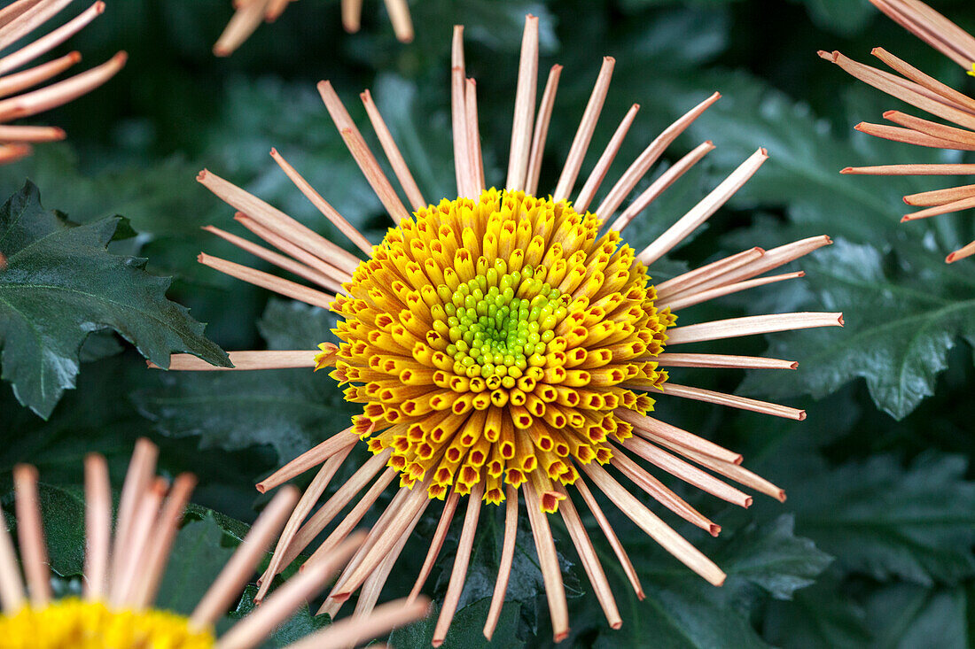 Chrysanthemum indicum 'Corcovado Orange'