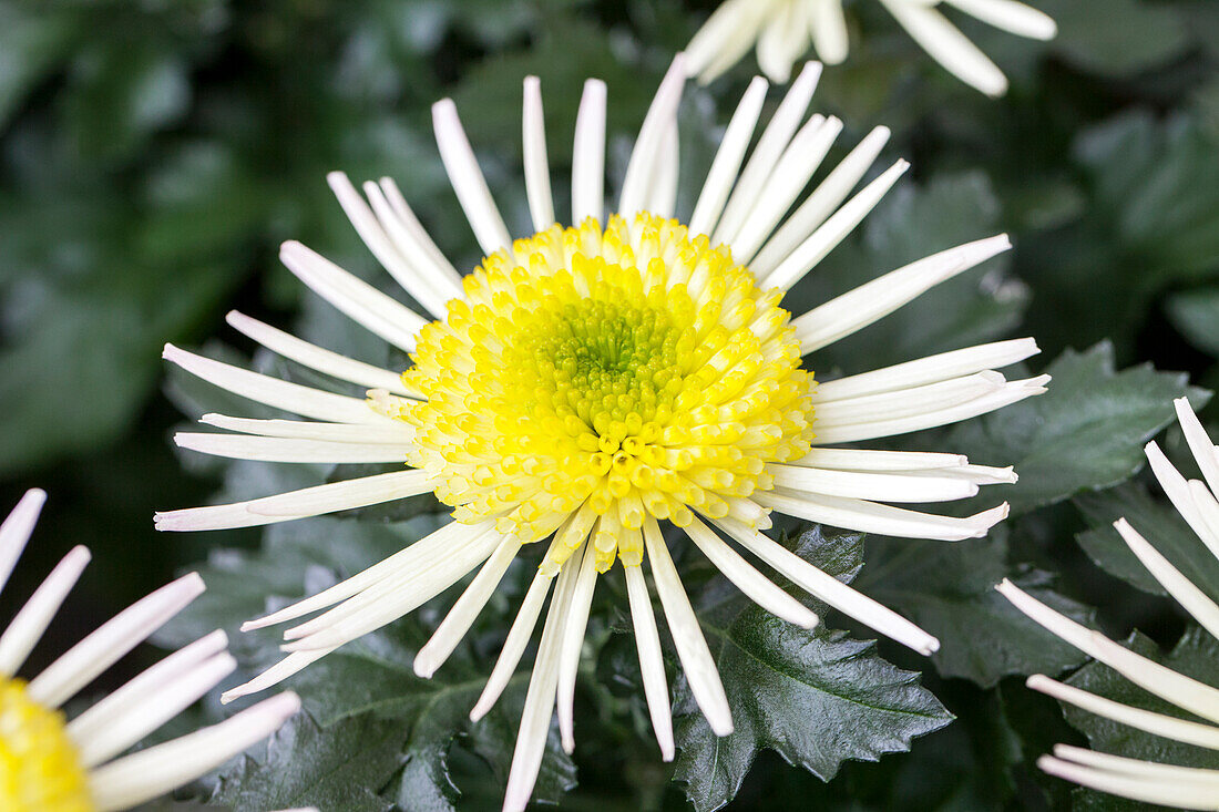 Chrysanthemum indicum 'Corcovado White'